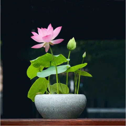 🌸 Premium Organic Japanese Bonsai Lotus Seeds - High Fragrance 🌸