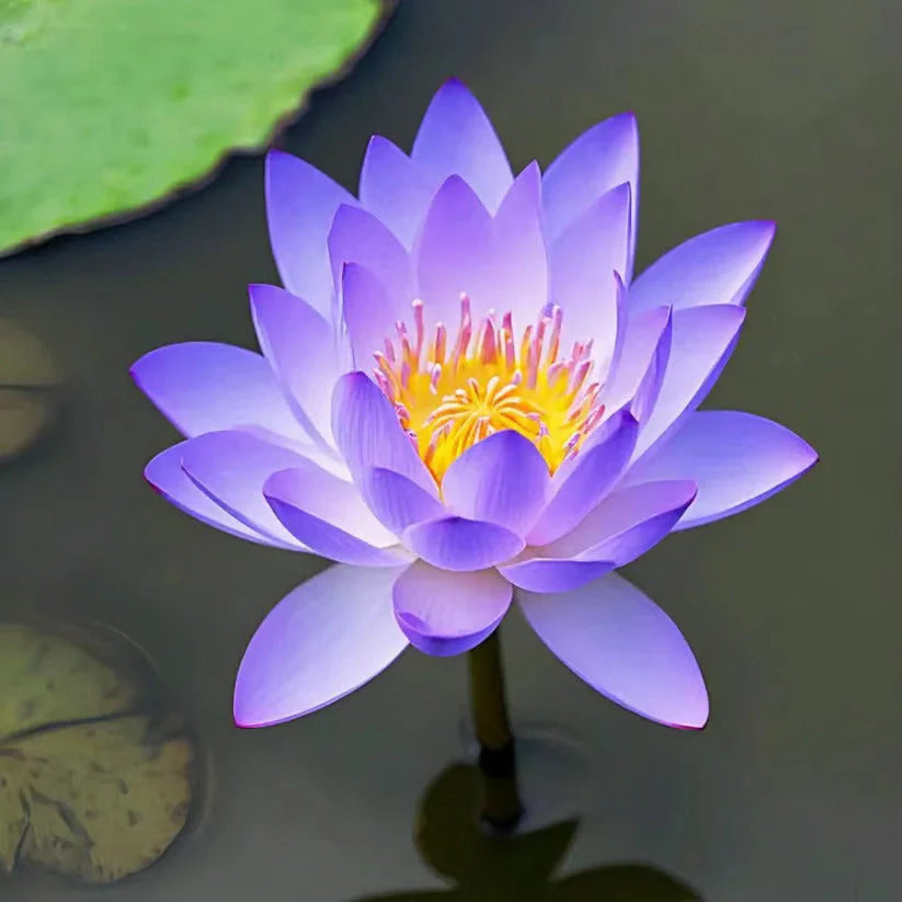 🌸 Premium Organic Japanese Bonsai Lotus Seeds - High Fragrance 🌸