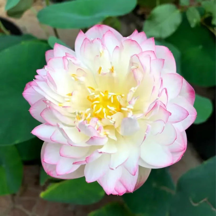 🌸 Premium Organic Japanese Bonsai Lotus Seeds - High Fragrance 🌸