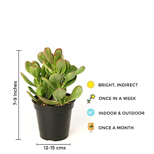 Crassula Ovata Jade Vastu Plant Kuber Plant