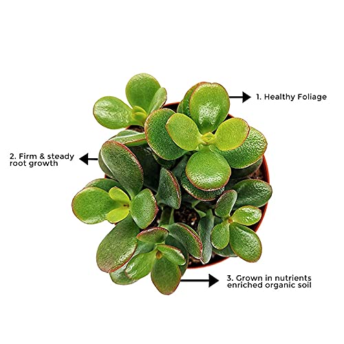 Crassula Ovata Jade Vastu Plant Kuber Plant