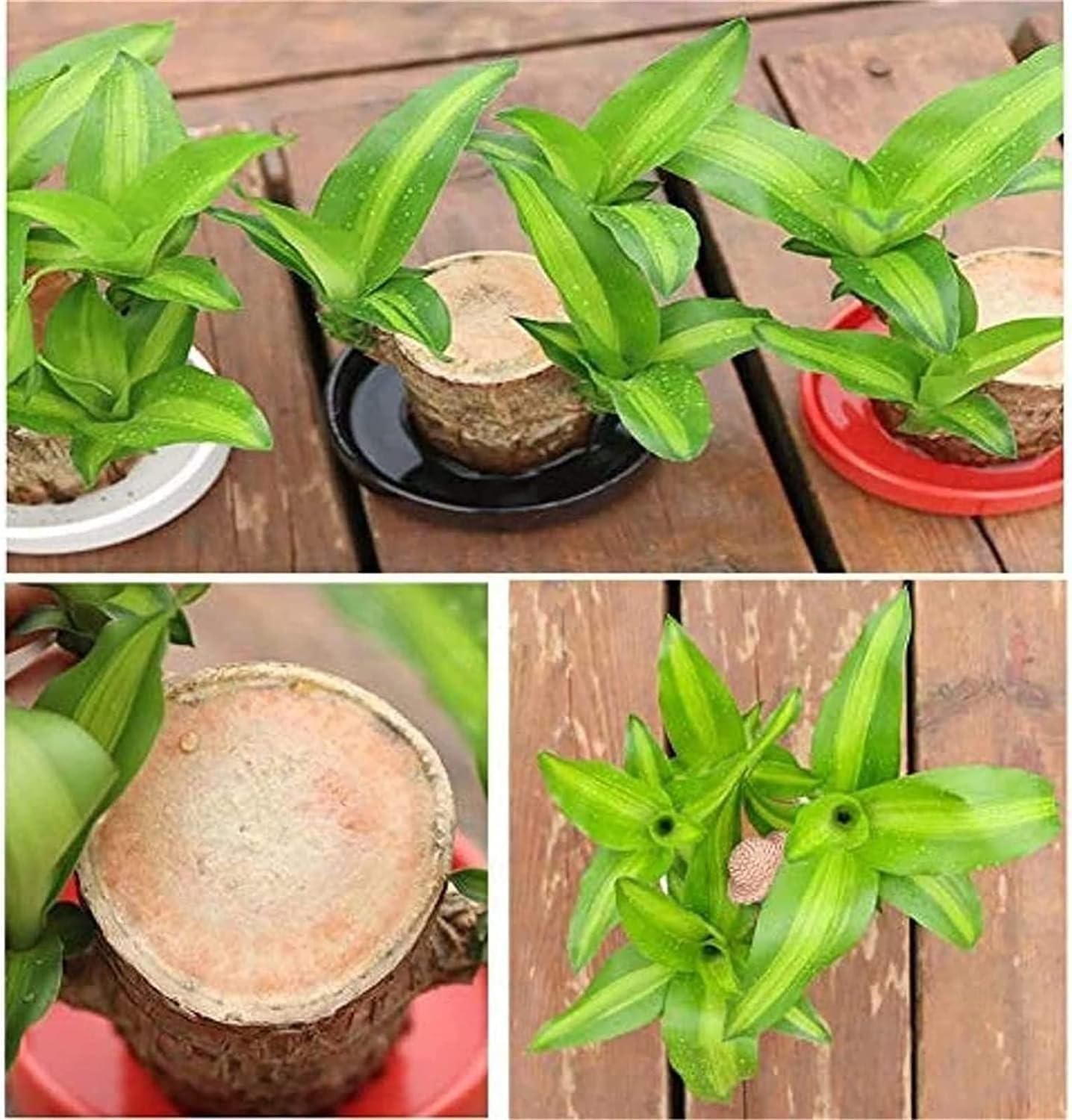 LUCKY BRAZIL WOOD POTTED PLANT - 50% OFF