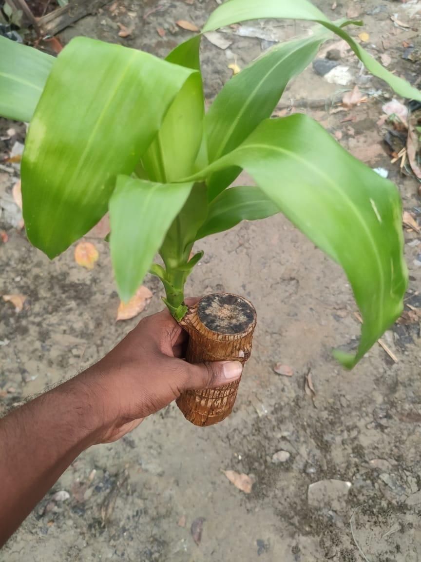 LUCKY BRAZIL WOOD POTTED PLANT - 50% OFF
