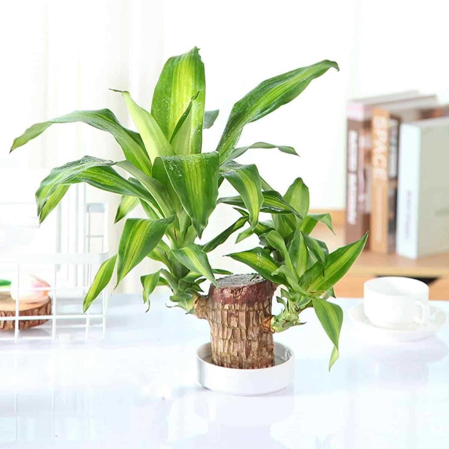 LUCKY BRAZIL WOOD POTTED PLANT - 50% OFF