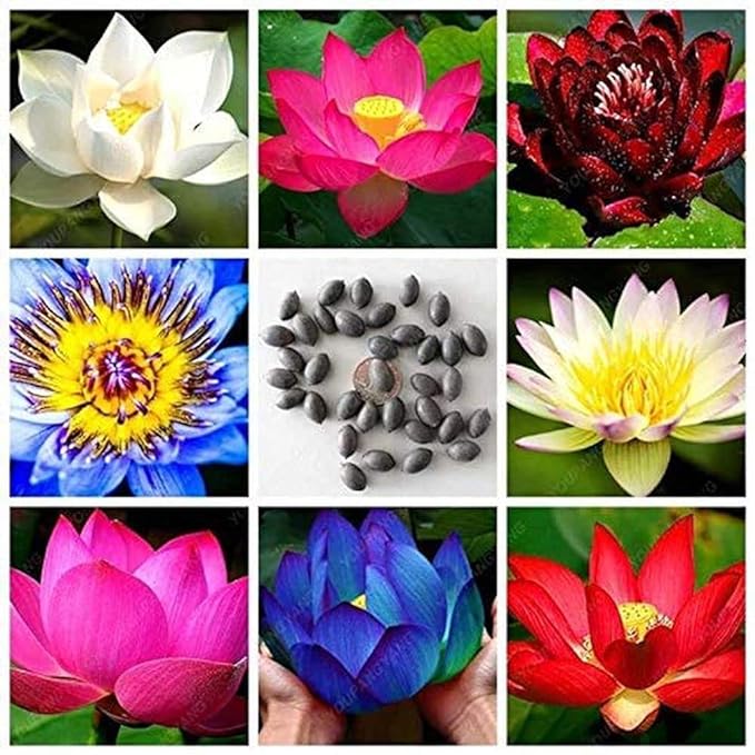 🌸 Premium Organic Japanese Bonsai Lotus Seeds - High Fragrance 🌸