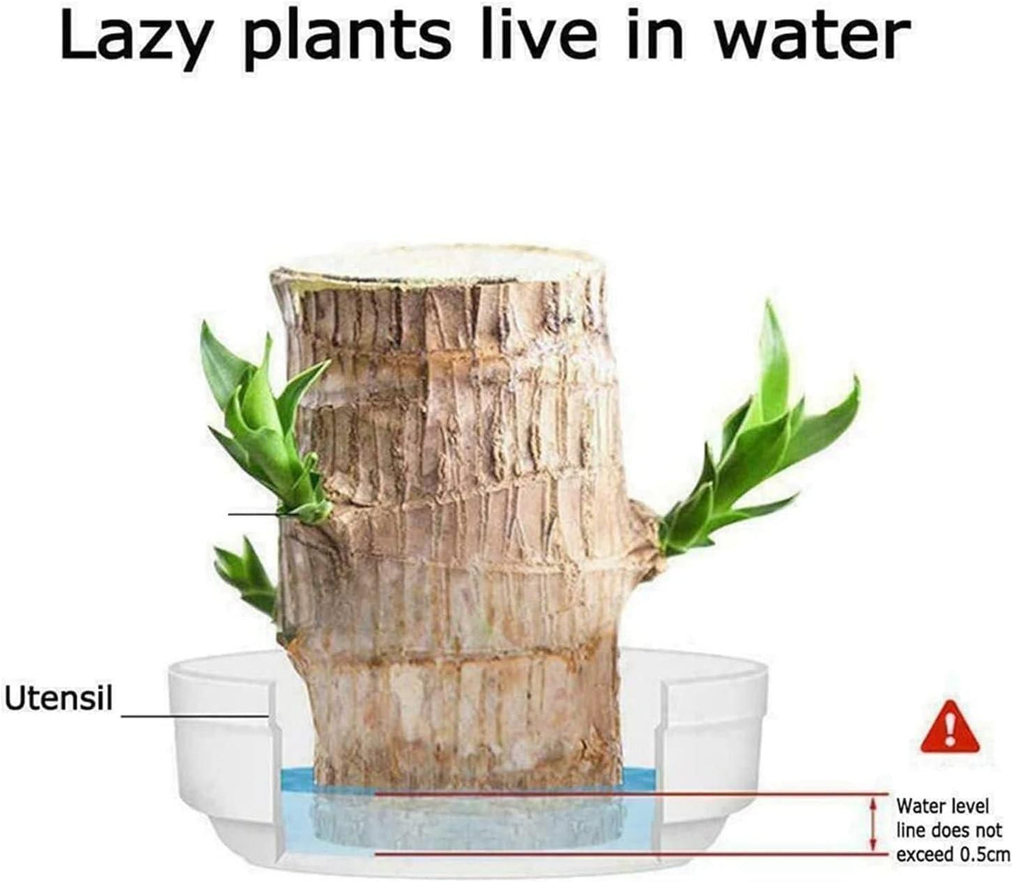 LUCKY BRAZIL WOOD POTTED PLANT - 50% OFF