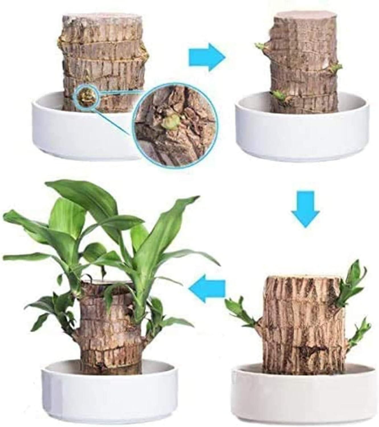 LUCKY BRAZIL WOOD POTTED PLANT - 50% OFF