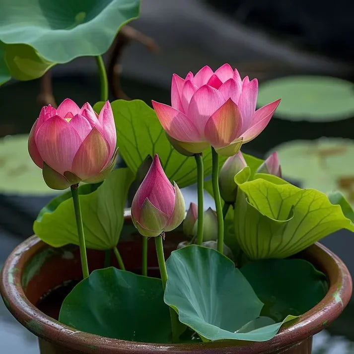 🌸 Premium Organic Japanese Bonsai Lotus Seeds - High Fragrance 🌸