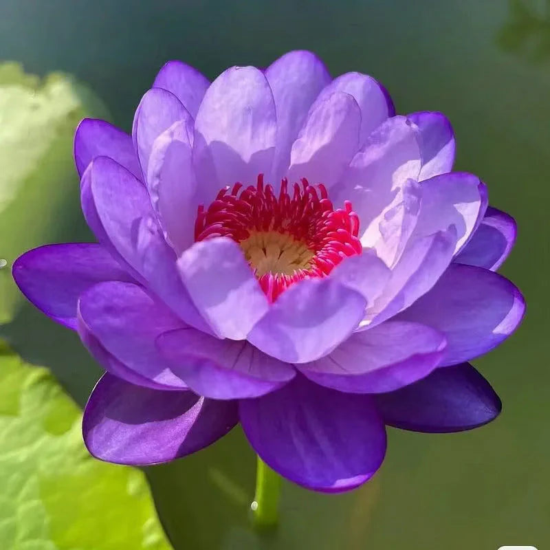 🌸 Premium Organic Japanese Bonsai Lotus Seeds - High Fragrance 🌸