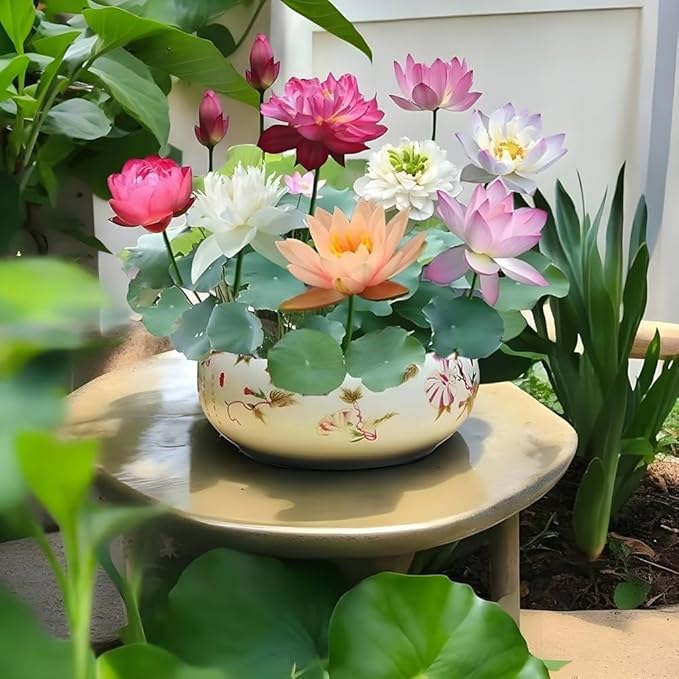 🌸 Premium Organic Japanese Bonsai Lotus Seeds - High Fragrance 🌸
